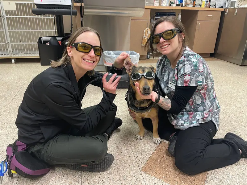 A dog in protective goggles during laser therapy.