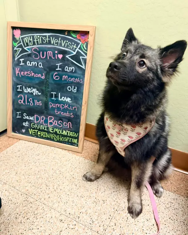 This is Sumi! She is the sweetest and floofiest girl in the world. Sumi’s family loves her so much; shes de...