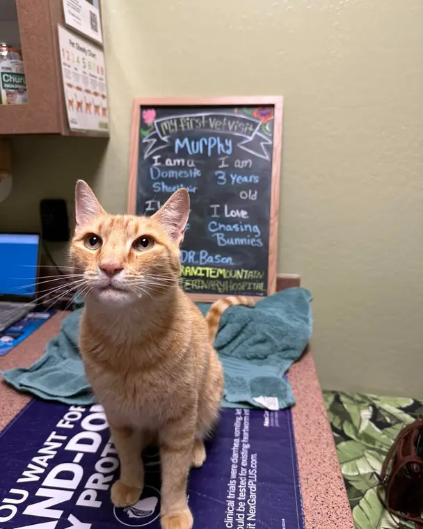 Murphy is such a cool guy! 😎 He’s a product of the cat distribution system - one of those “stray turned pe...