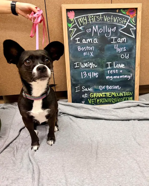 If you’ve got something to say to Molly, she’s all ears! This lovely girl found her perfect home, and you c...