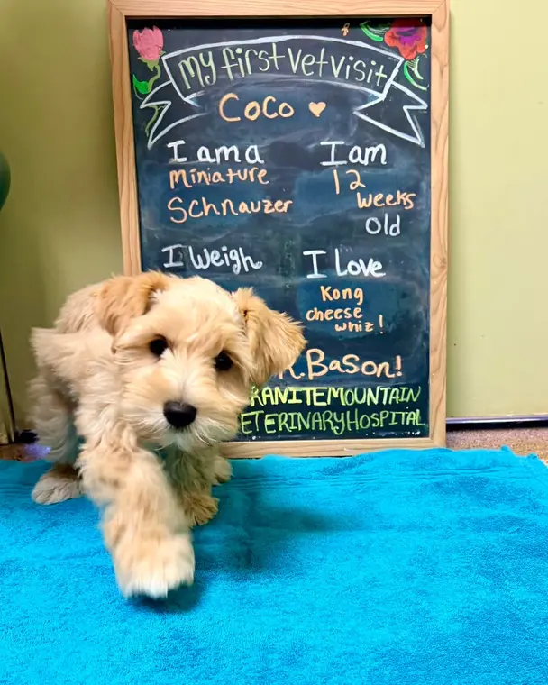 When a puppy supermodel like Coco shows up, you have to just give her space to shine! This little girl is s...