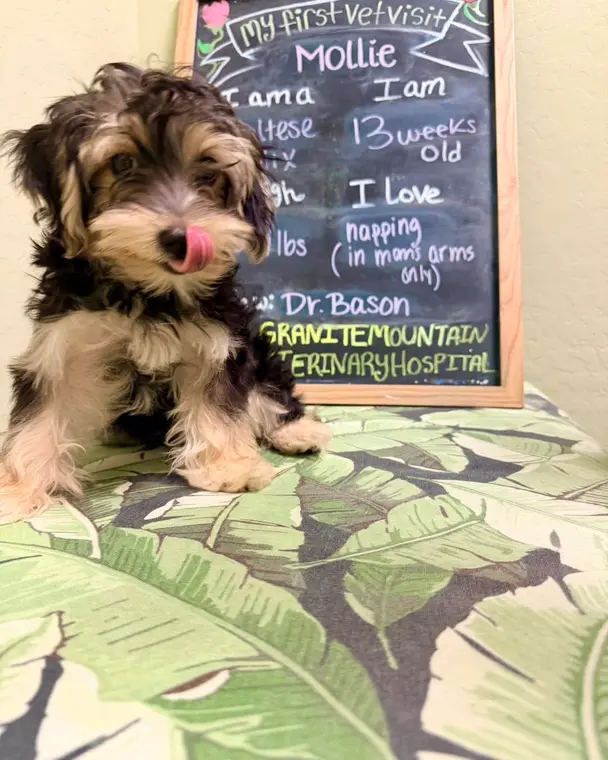 Little Mollie may be tiny, but she’s filled her new house with love and joy! She’s such a sweet girl, and w...